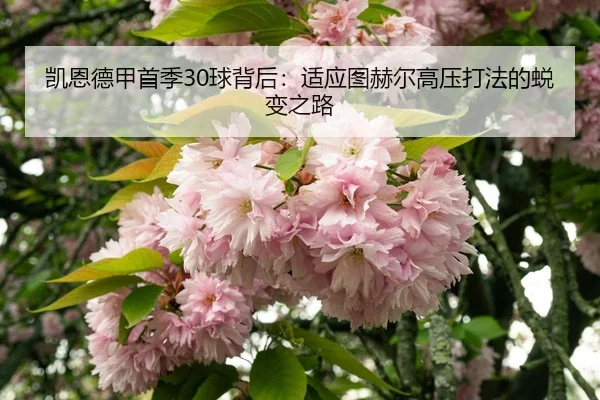 凯恩德甲首季30球背后：适应图赫尔高压打法的蜕变之路